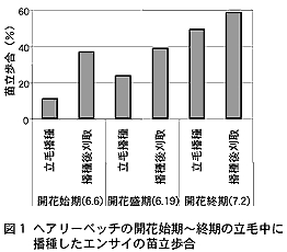 図1 ヘアリーベッチの開花始期～終期の立毛中に播種したエンサイの苗立歩合