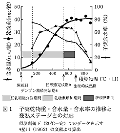 図1 子実乾物重・含水量・含水率の推移と登熟ステージとの対応