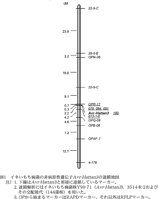 図1 イネいもち病菌の非病原性遺伝子Avr-Hattan3の連鎖地図