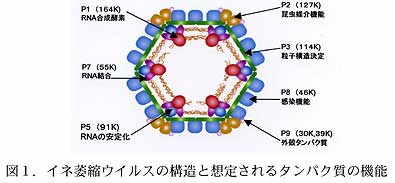 図1.イネ萎縮ウイルスの構造と想定されるタンパク質の機能