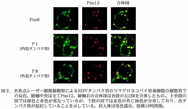 図2.共焦点レーザー顕微鏡観察によるRDVタンパク質のツマグロヨコバイ培養細胞の細胞質での局在。