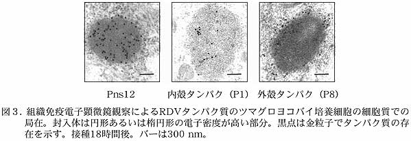 図3. 組織免疫電子顕微鏡観察によるRDVタンパク質のツマグロヨコバイ培養細胞の細胞質での局在。