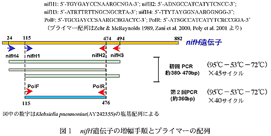 図1 nifH遺伝子の増幅手順とプライマーの配列