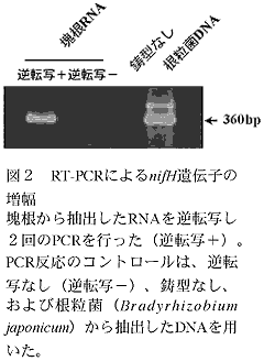 図2 RT-PCRによるnifH遺伝子の増幅