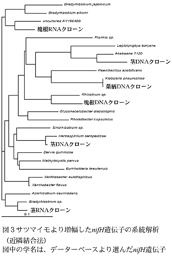 図3サツマイモより増幅したnifH遺伝子の系統解析(近隣結合法)図中の学名は、データーベースより選んだnifH遺伝子
