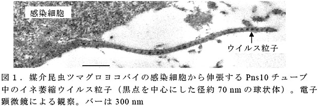 図1 . 媒介昆虫ツマグロヨコバイの感染細胞から伸張するPns10 チューブ中のイネ萎縮ウイルス粒子(黒点を中心にした径約70 nm の球状体) 。電子顕微鏡による観察。