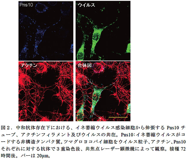 図2.中和抗体存在下における、イネ萎縮ウイルス感染細胞から伸張するPns10 チューブ、アクチンフィラメント及びウイルスの共在。Pns10:イネ萎縮ウイルスがコードする非構造タンパク質。ツマグロヨコバイ細胞をウイルス粒子、アクチン、Pns10それぞれに対する抗体で3重染色後、共焦点レーザー顕微鏡によって観察。接種72時間後。