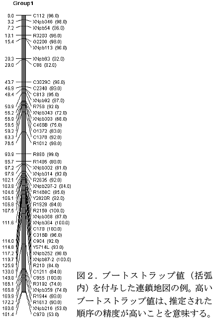 図2. ブートストラップ値(括弧内)を付与した連鎖地図の例。