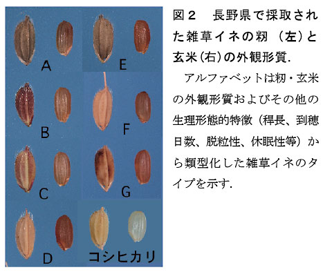図2 長野県で採取された雑草イネの籾 (左)と玄米(右)の外観形質.