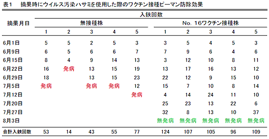 表1  摘果時にウイルス汚染ハサミを使用した際のワクチン接種ピーマン防除効果