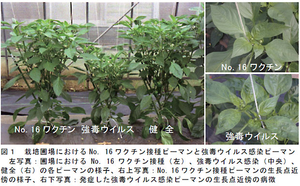 図1 栽培圃場におけるNo. 16 ワクチン接種ピーマンと強毒ウイルス感染ピーマン