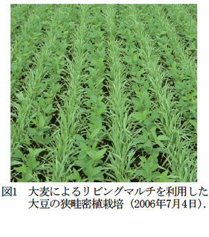図1 大麦によるリビングマルチを利用した大豆の狭畦密植栽培(2006年7月4日).