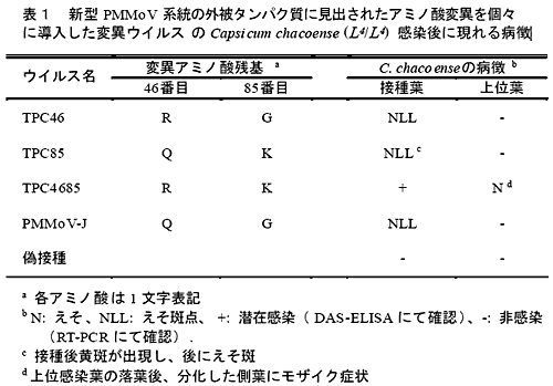 表1 新型PMMoV 系統の外被タンパク質に見出されたアミノ酸変異を個々に導入した変異ウイルスのCapsi cum chacoense (L4/L4) 感染後に現れる病徴