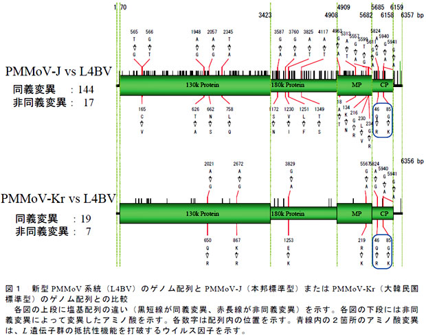 図1 新型PMMoV 系統(L4BV)のゲノム配列とPMMoV-J(本邦標準型)またはPMMoV-Kr(大韓民国標準型)のゲノム配列との比較