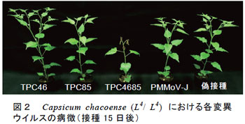 図2 Capsicum chacoense (L4/ L4) における各変異ウイルスの病徴(接種15 日後)