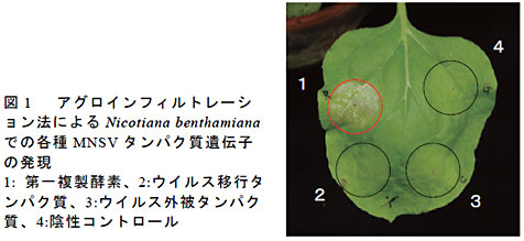 図1 アグロインフィルトレーション法によるNicotiana benthamianaでの各種MNSV タンパク質遺伝子の発現