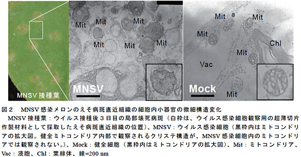 図2 MNSV 感染メロンのえそ病斑直近組織の細胞内小器官の微細構造変化