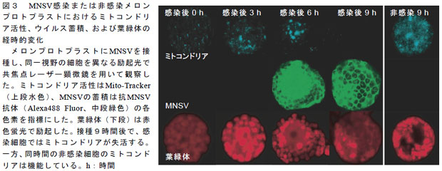 図3 MNSV感染または非感染メロンプロトプラストにおけるミトコンドリア活性、ウイルス蓄積、および葉緑体の経時的変化