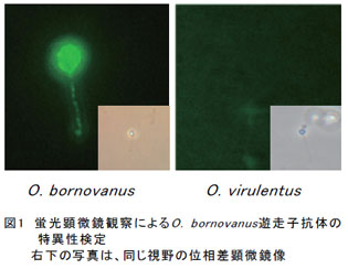 図1 蛍光顕微鏡観察によるO. bornovanus遊走子抗体の特異性検定