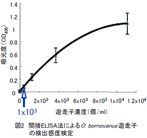 図2 間接ELISA法によるO. bornovanus 遊走子の検出感度検定