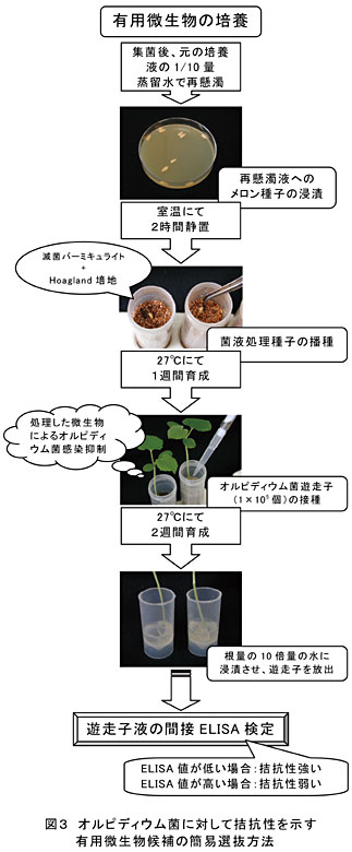 図3 オルピディウム菌に対して拮抗性を示す有用微生物候補の簡易選抜方法