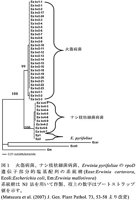 図1 火傷病菌、ナシ枝枯細菌病菌、Erwinia pyrifoliae のrpoD遺伝子部分的塩基配列の系統樹(Ecar:Erwinia cartovora,Ecoli:Escherichia coli, Em:Erwinia mallotivora)