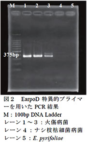 図2 EarpoD 特異的プライマーを用いたPCR 結果