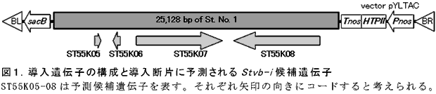 図1.導入遺伝子の構成と導入断片に予測されるStvb-i 候補遺伝子