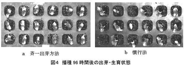 図4 播種96 時間後の出芽・生育状態