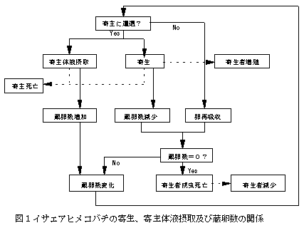 図1イサエアヒメコバチの寄生、寄主体液摂取及び蔵卵数の関係