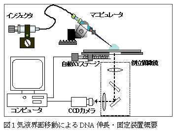 図1.気液界面移動によるDNA 伸長・固定装置概要