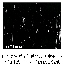 図2.気液界面移動により伸張・固 定されたファージDNA 蛍光像