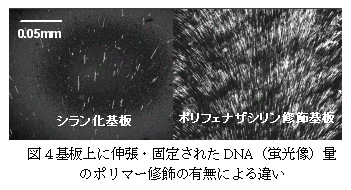 図4.基板上に伸張・固定されたDNA(蛍光像)量 のポリマー修飾の有無による違い