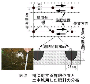 図2.樹に対する施肥位置と土中施用した肥料の分布