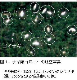 図1.サギ類コロニーの航空写真