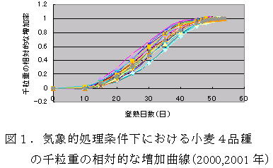 図1.気象的処理条件下における小麦4品種の千粒重の相対的な増加曲線