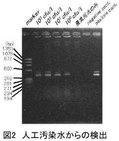 図2 人口汚染水からの検出