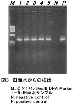 図3 田面水からの検出