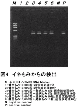 図4 イネもみからの検出