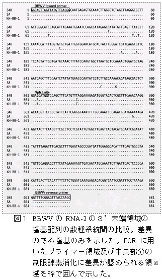 図1 BBWVのRNA-2の3’末端領域の塩基配列の数種系統間の比較。