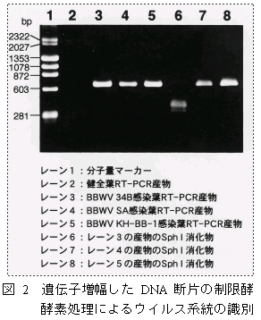 図2 遺伝子増幅したDNA断片の制限酵酵素処理によるウイルス系統の識別
