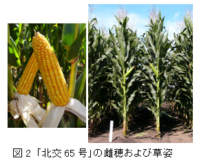 図2 「北交65号」の雌穂および草姿