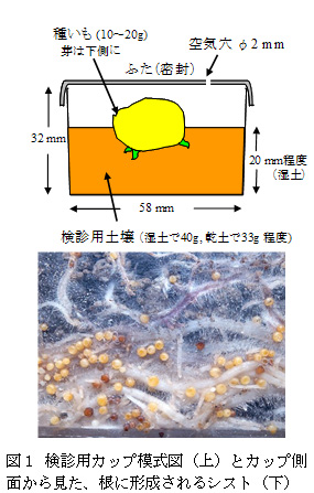 図1 検診用カップ模式図(上)とカップ側面から見た、根に形成されるシスト(下)