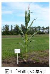 図1 「Ho95」の草姿