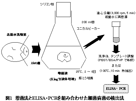 図1 増菌法とELISA・PCRを組み合わせた細菌病菌の検出法