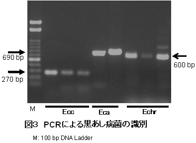 図3 PCRによる黒あし病菌の識別