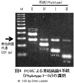 図4 PCRによる青枯病菌4系統