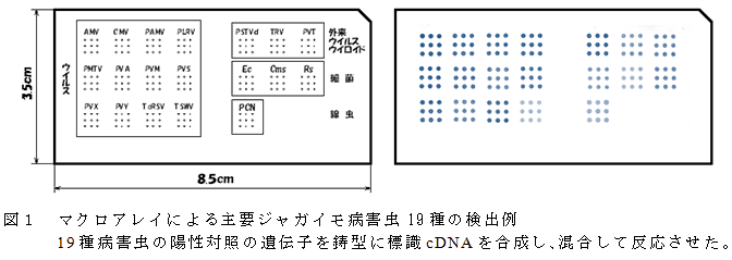 図1 マクロアレイによる主要ジャガイモ病害虫19種の検出例