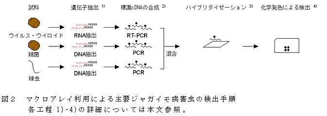 図2 マクロアレイ利用による主要ジャガイモ病害虫の検出手順