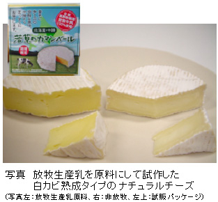 写真 放牧生産乳を原料にして試作した白カビ熟成タイプのナチュラルチーズ